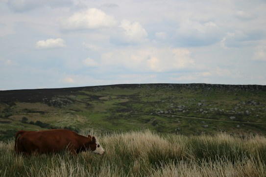 A brown and white cow grazes on a grassy hill under a partly cloudy sky. The background features rolling hills with patches of green and brown foliage, creating a serene and pastoral landscape.