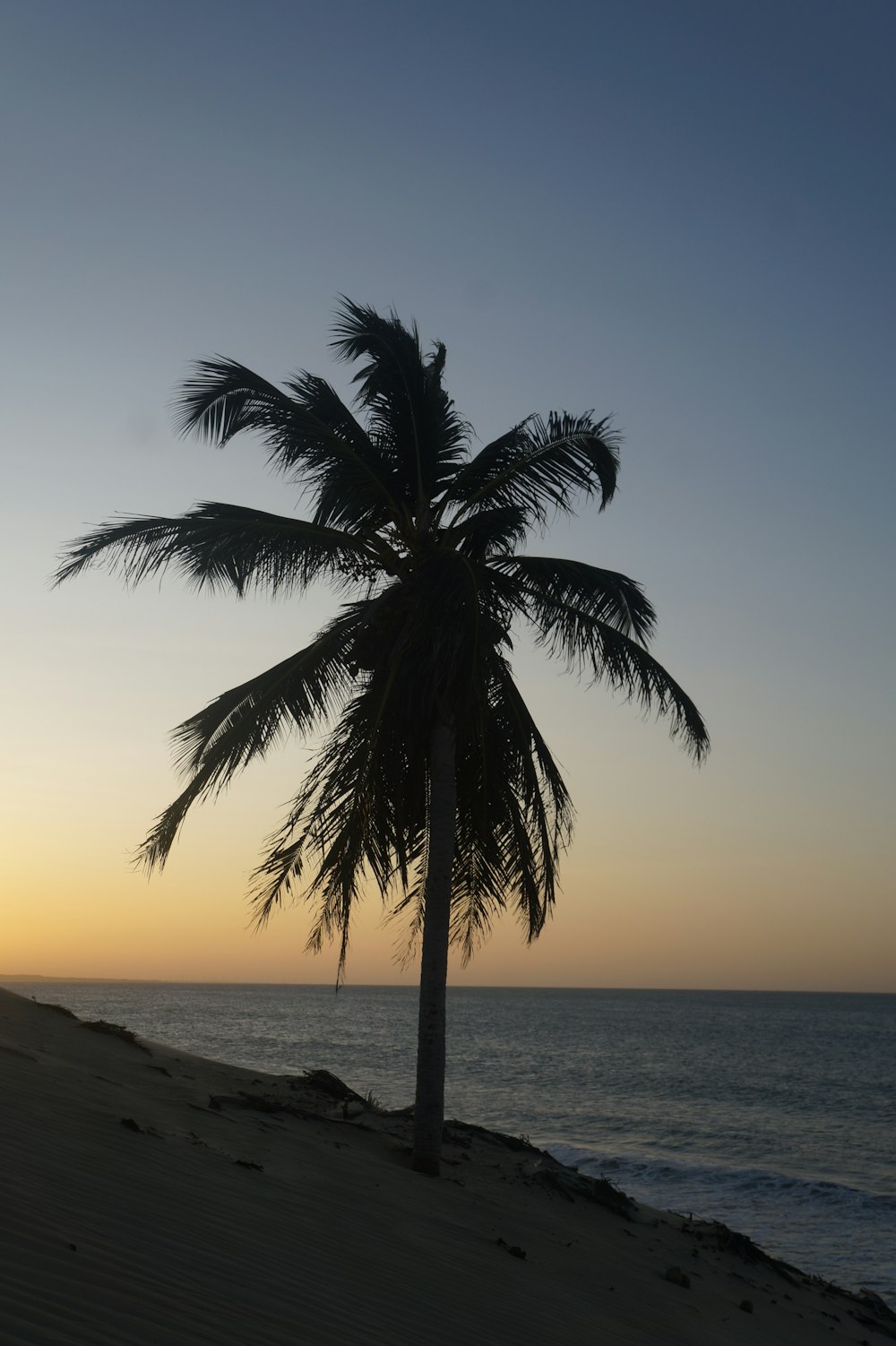a palm tree on a beach at sunset