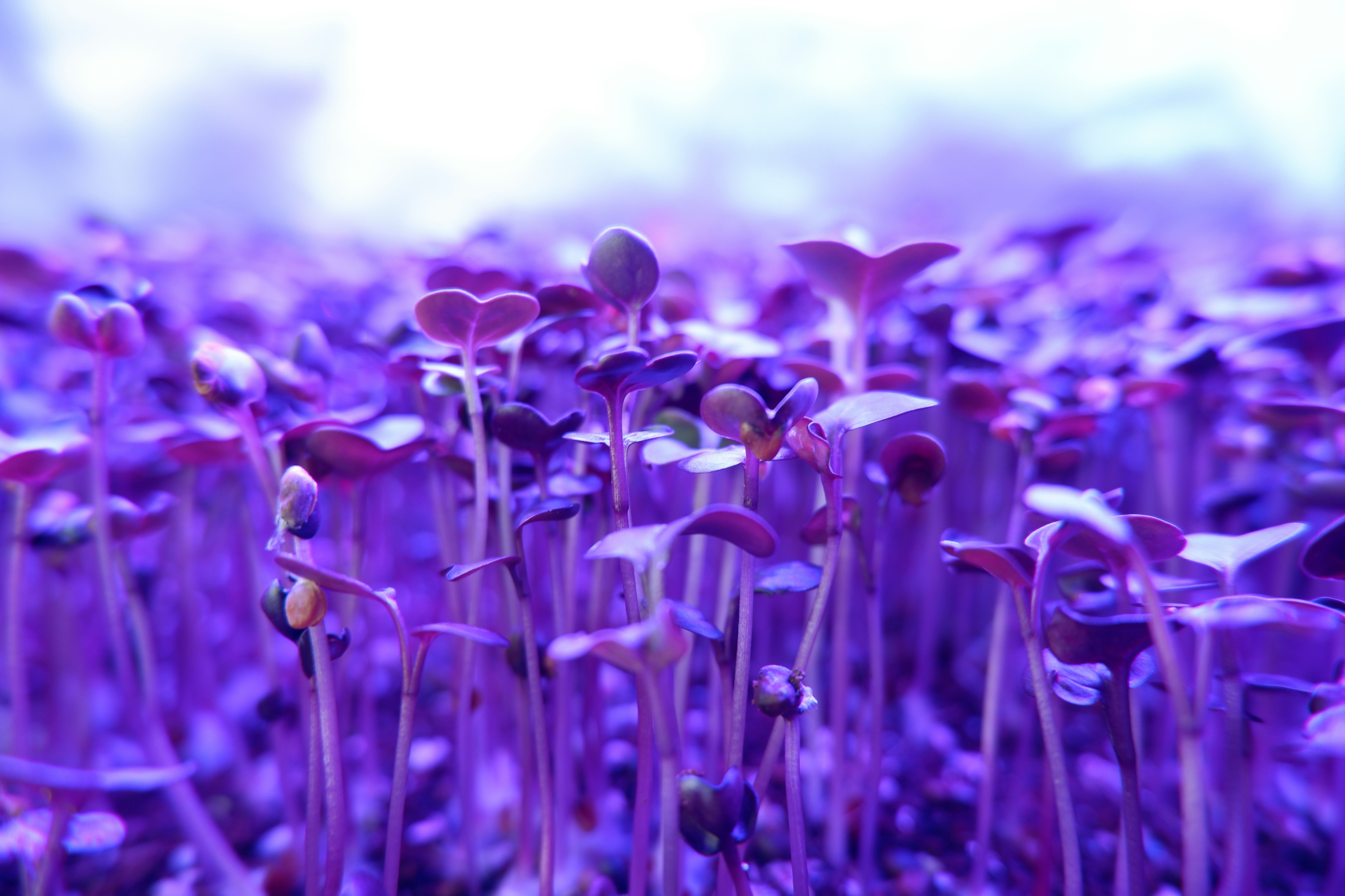 a field of purple flowers with a blurry background