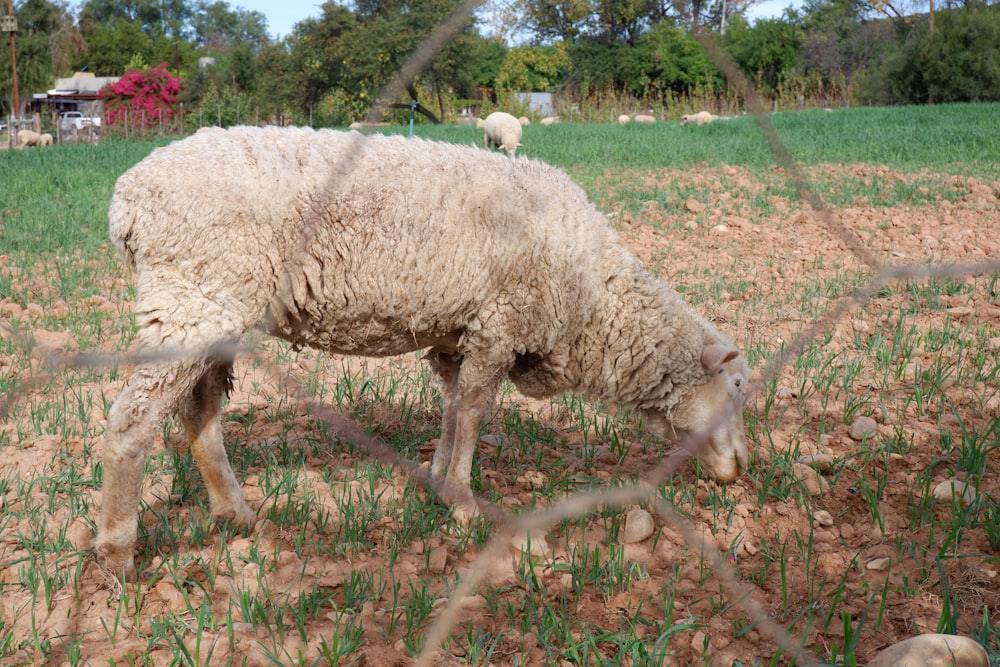 a sheep grazing on grass in a field