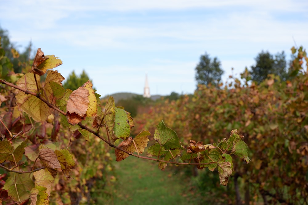 a leafy tree branch in a vineyard