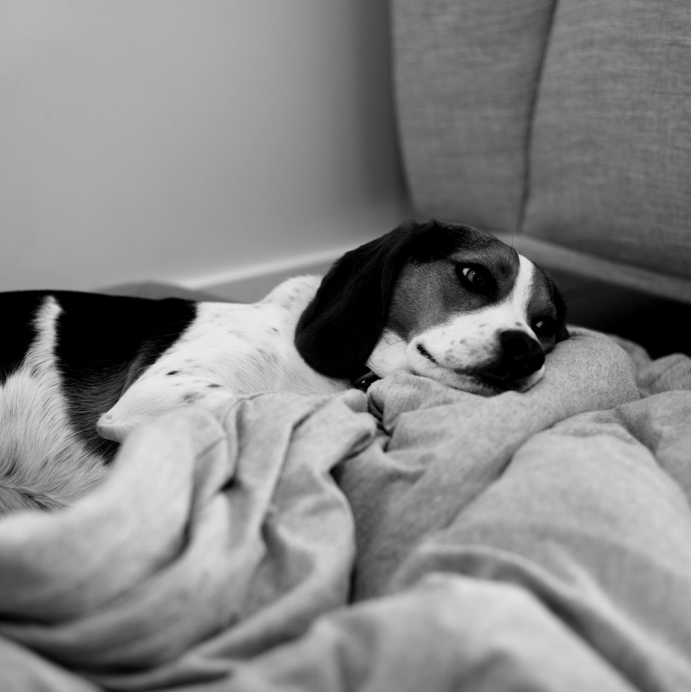a black and white dog laying on top of a bed