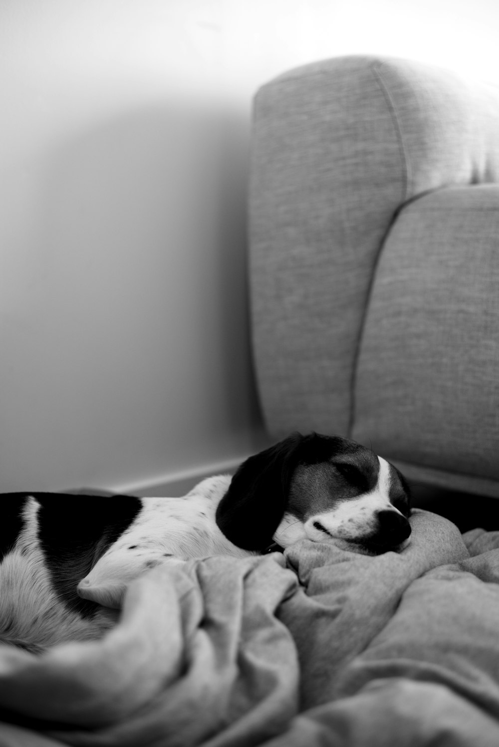 a black and white dog laying on top of a blanket
