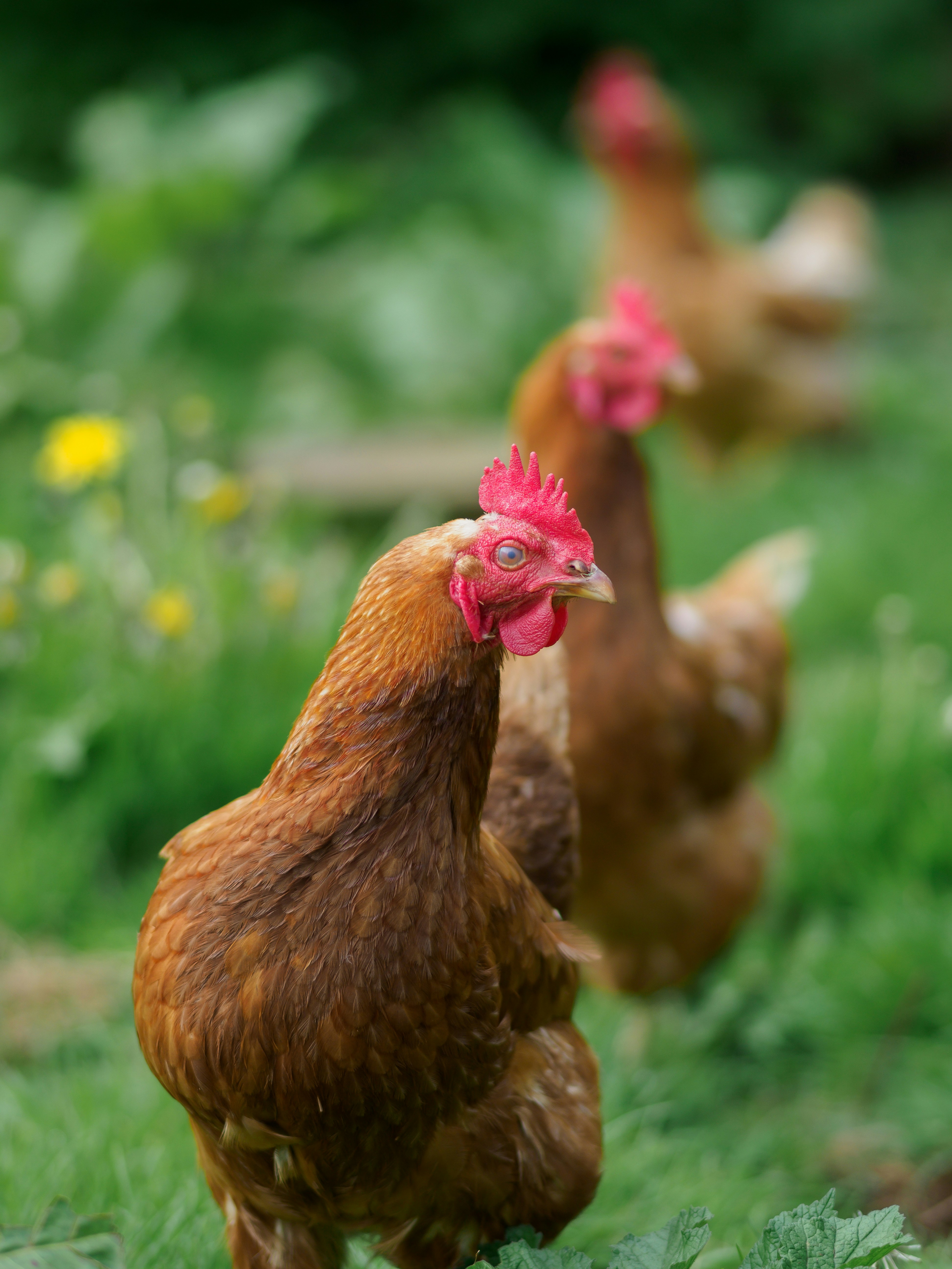 Photo by brett_jordan