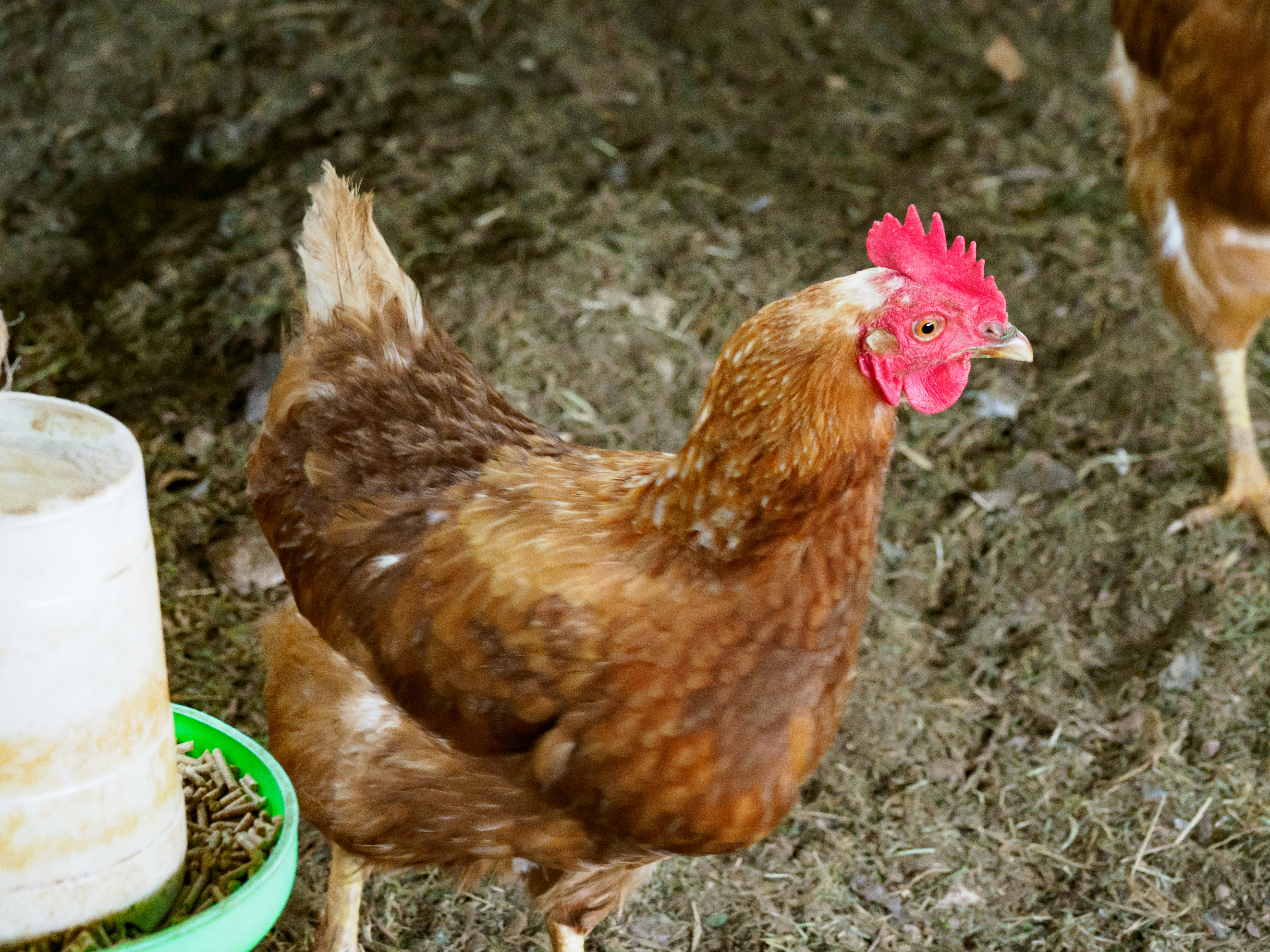 Photo by brett_jordan