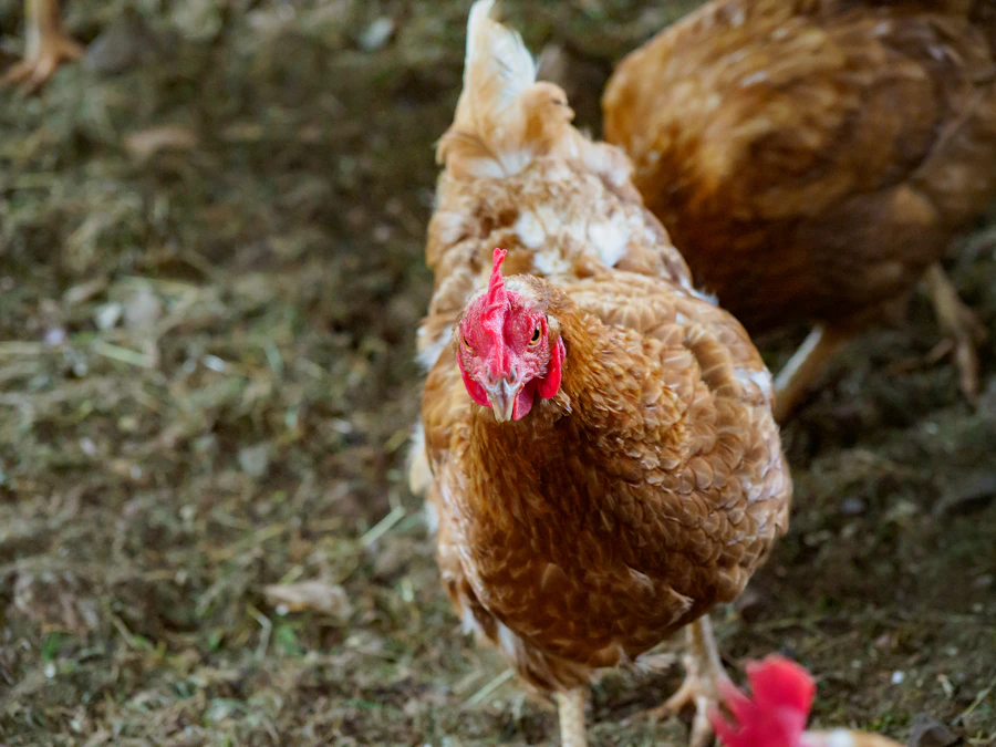 Chickens foraging in green pasture