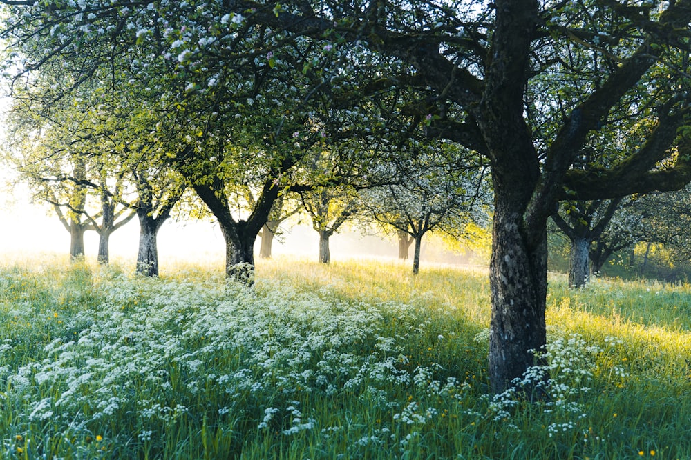 a field full of trees and flowers in the sunlight