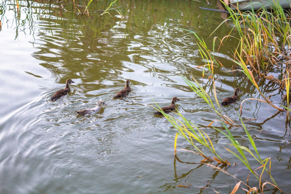 a group of ducks swimming in a pond