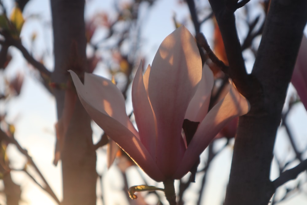 a close up of a flower on a tree