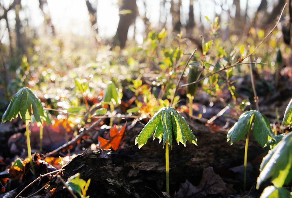 un groupe de petites plantes vertes dans une forêt