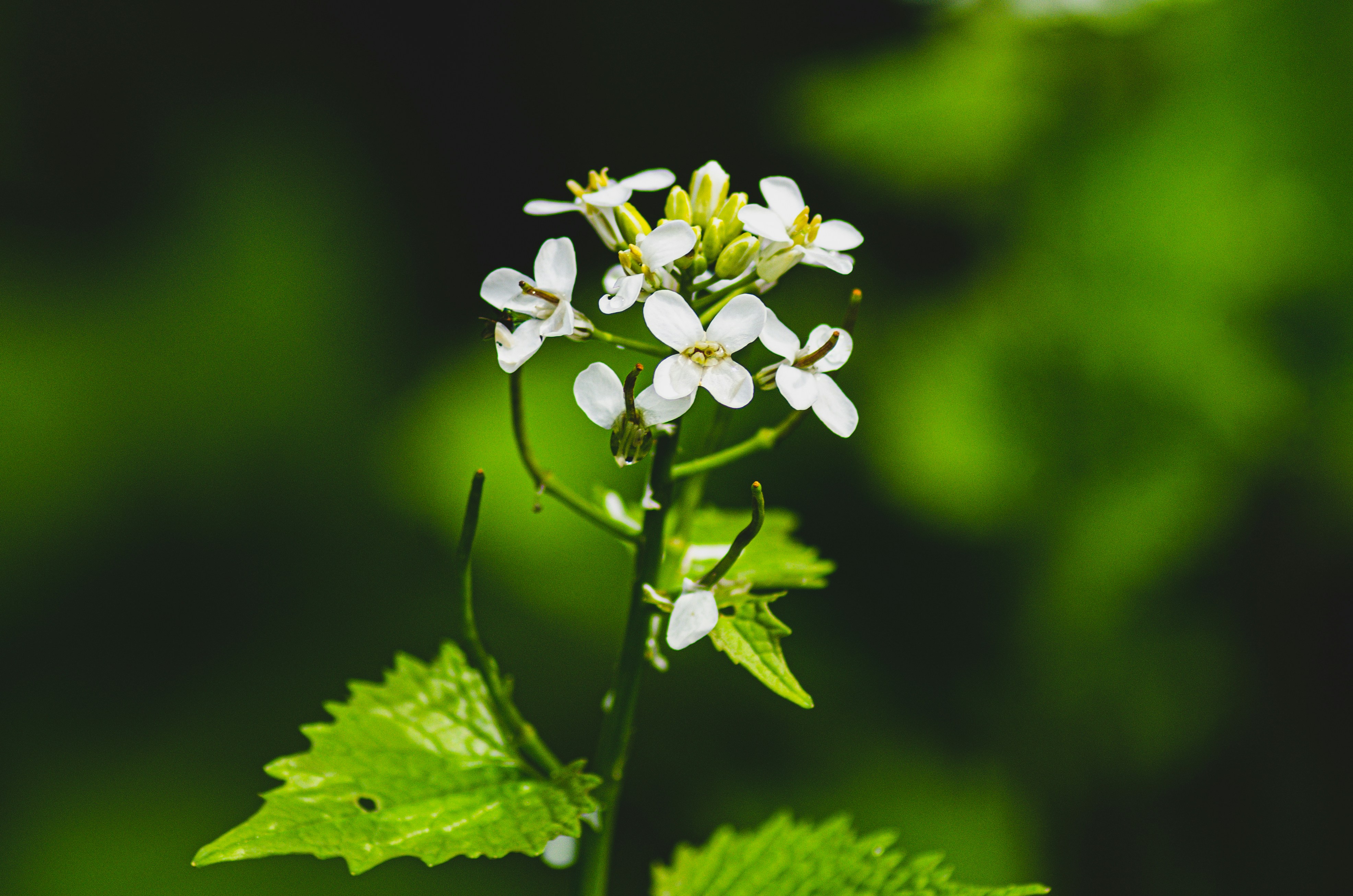 a close up of a white flower with green leaves