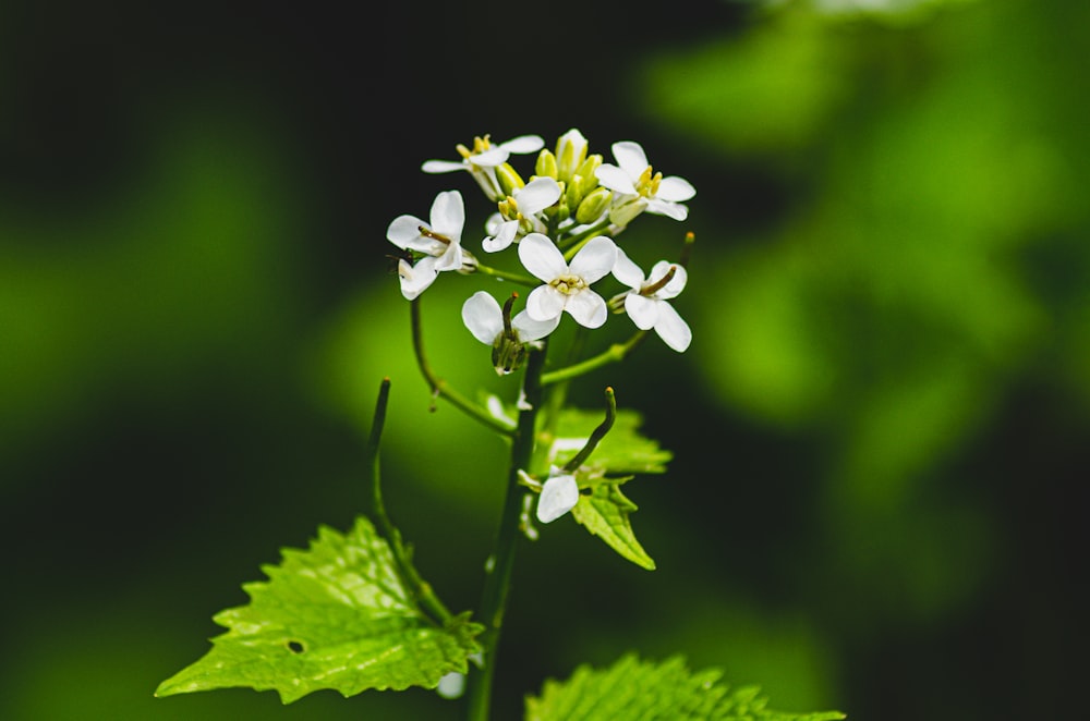 eine Nahaufnahme einer weißen Blume mit grünen Blättern