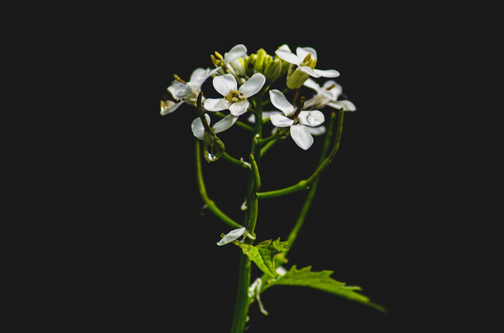 Eine Nahaufnahme einer weißen Blume auf schwarzem Hintergrund