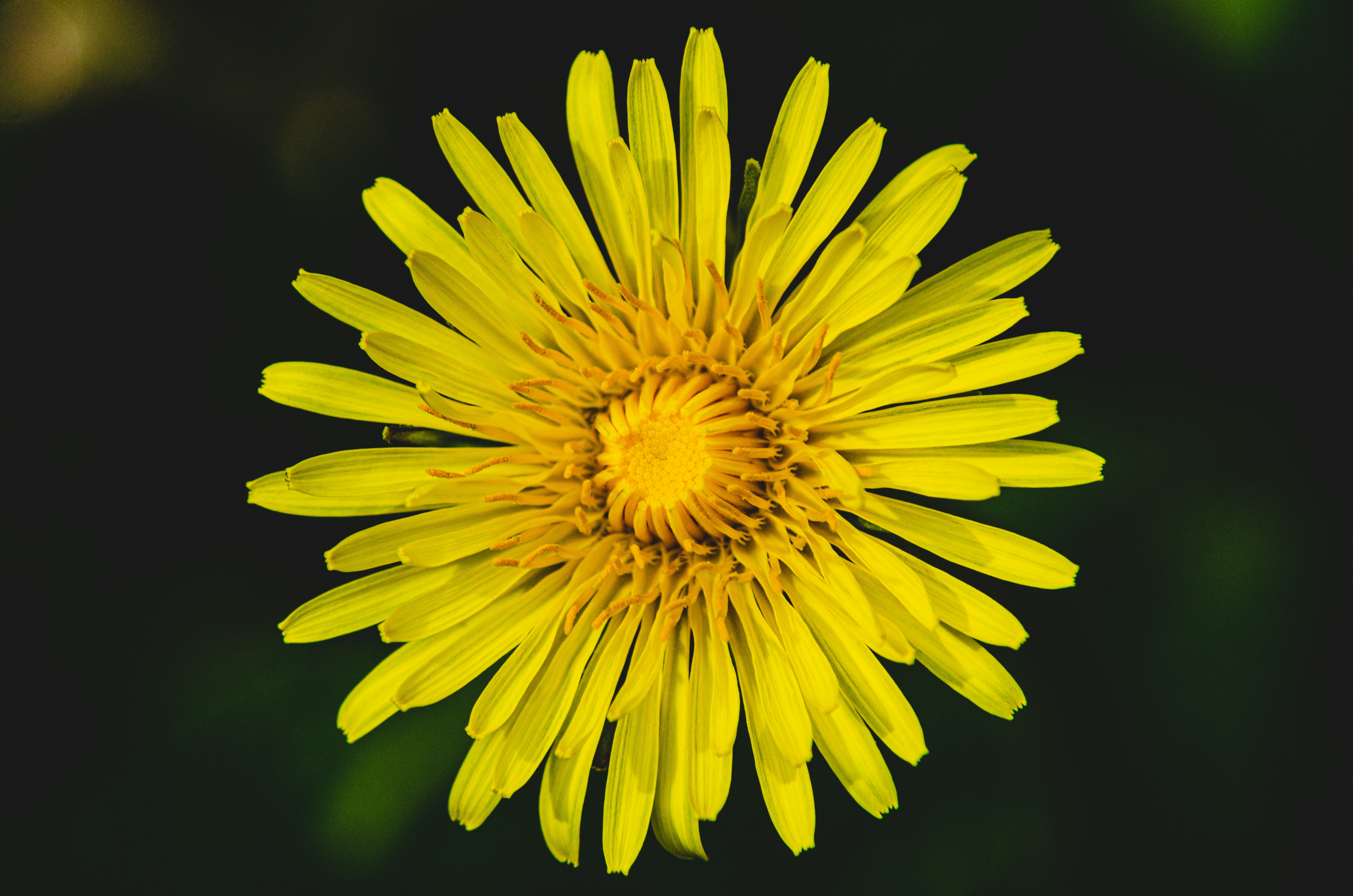 a close up of a yellow flower on a black background