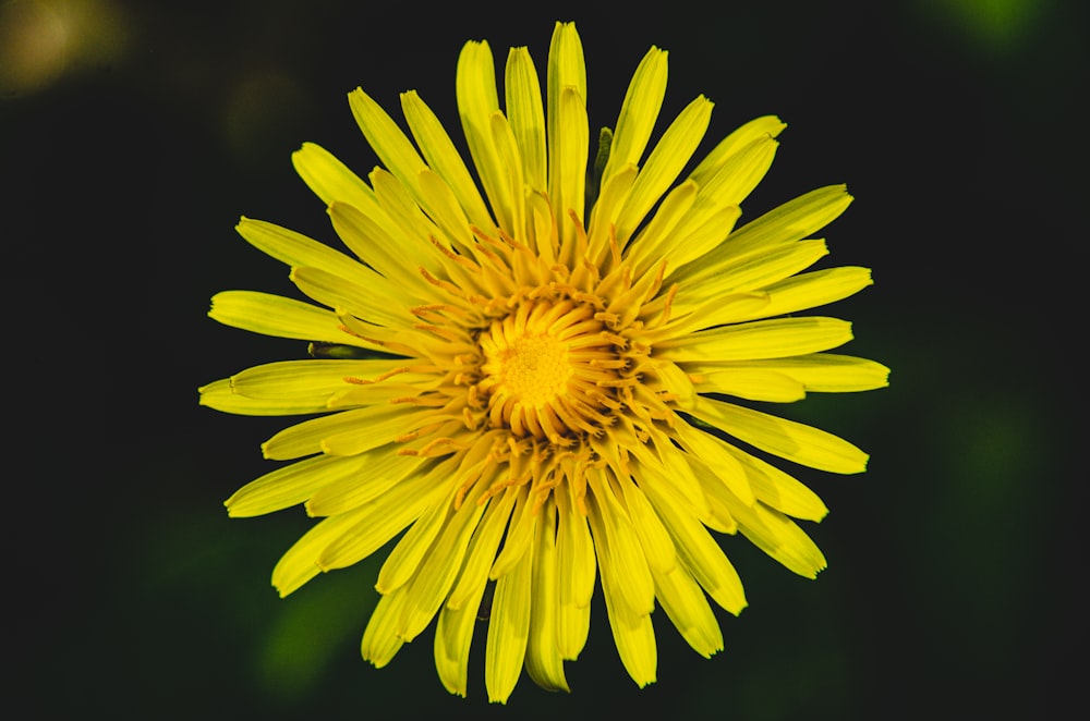 Eine Nahaufnahme einer gelben Blume auf schwarzem Hintergrund