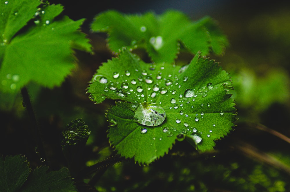 a green leaf with water droplets on it