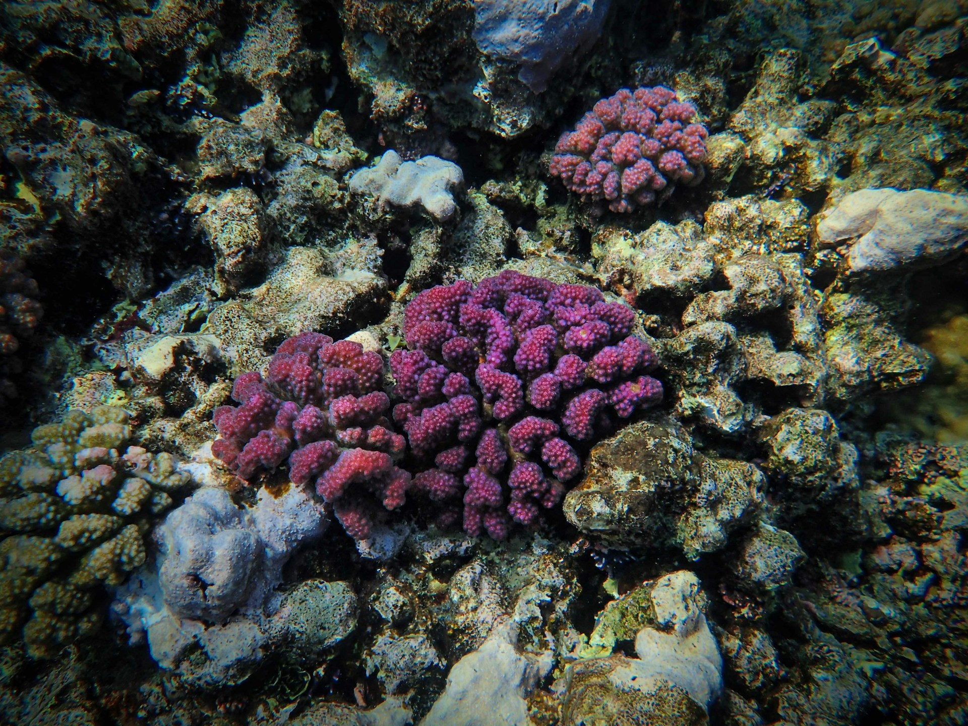 a colorful coral on a coral reef in the ocean