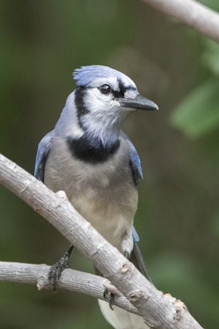 A blue jay perched on a thin branch with a blurred green background. The bird features striking blue and white plumage with a sharp black marking around the neck.