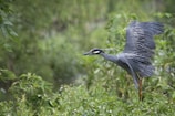 A bird with extended wings is captured mid-flight above a lush, green backdrop. The bird has blue-grey feathers and a distinctive black and white head. It appears to be navigating through dense vegetation with various shades of green.