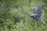 A bird with extended wings is captured mid-flight above a lush, green backdrop. The bird has blue-grey feathers and a distinctive black and white head. It appears to be navigating through dense vegetation with various shades of green.