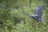 A bird with extended wings is captured mid-flight above a lush, green backdrop. The bird has blue-grey feathers and a distinctive black and white head. It appears to be navigating through dense vegetation with various shades of green.