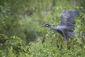 A bird with extended wings is captured mid-flight above a lush, green backdrop. The bird has blue-grey feathers and a distinctive black and white head. It appears to be navigating through dense vegetation with various shades of green.