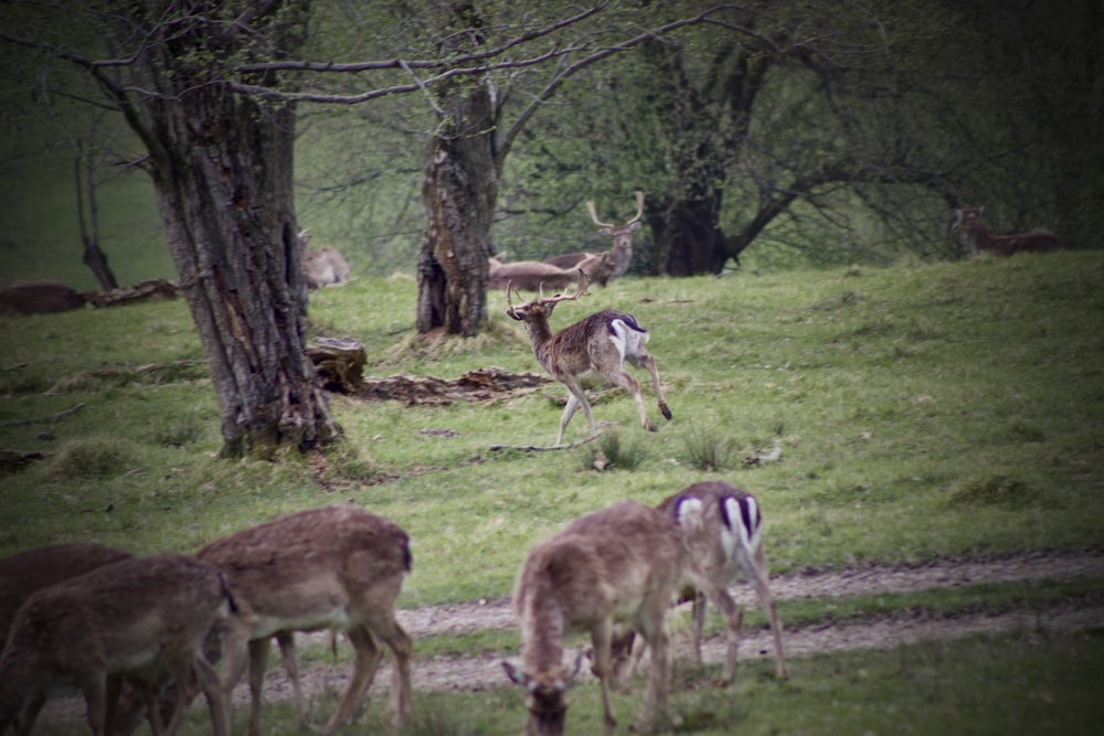 a herd of deer standing on top of a lush green field