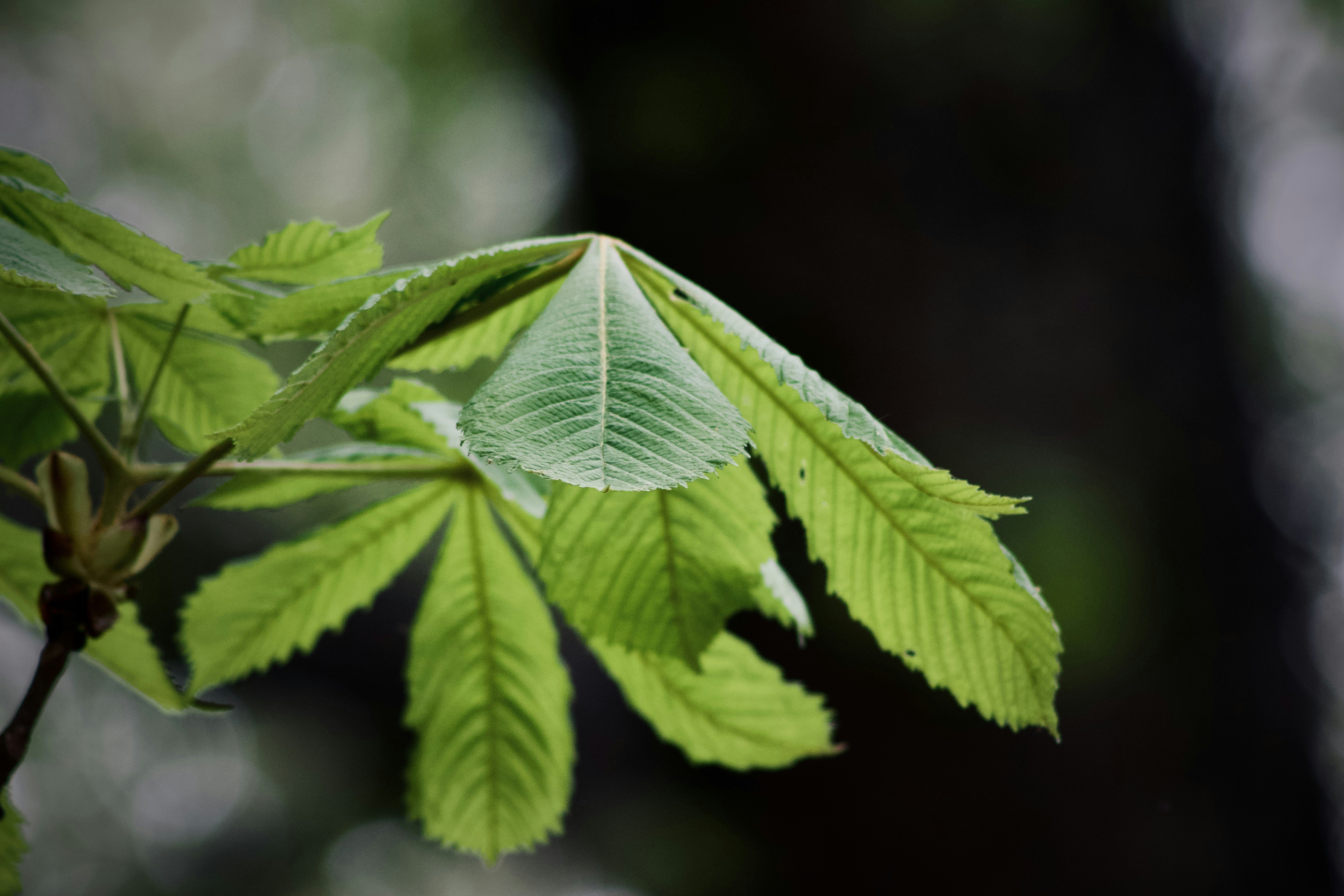 Photo by jakub_neskora