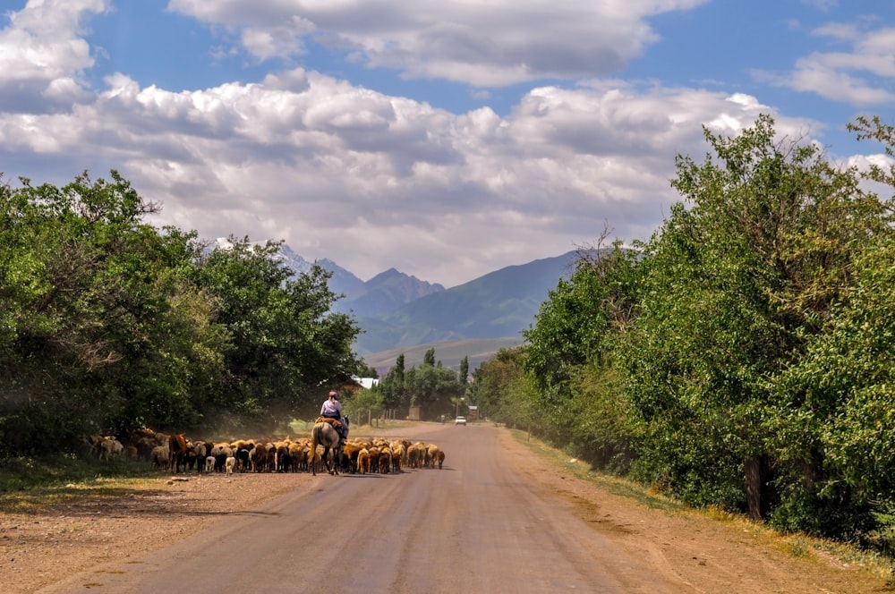 a man on a horse drawn cart with a herd of sheep