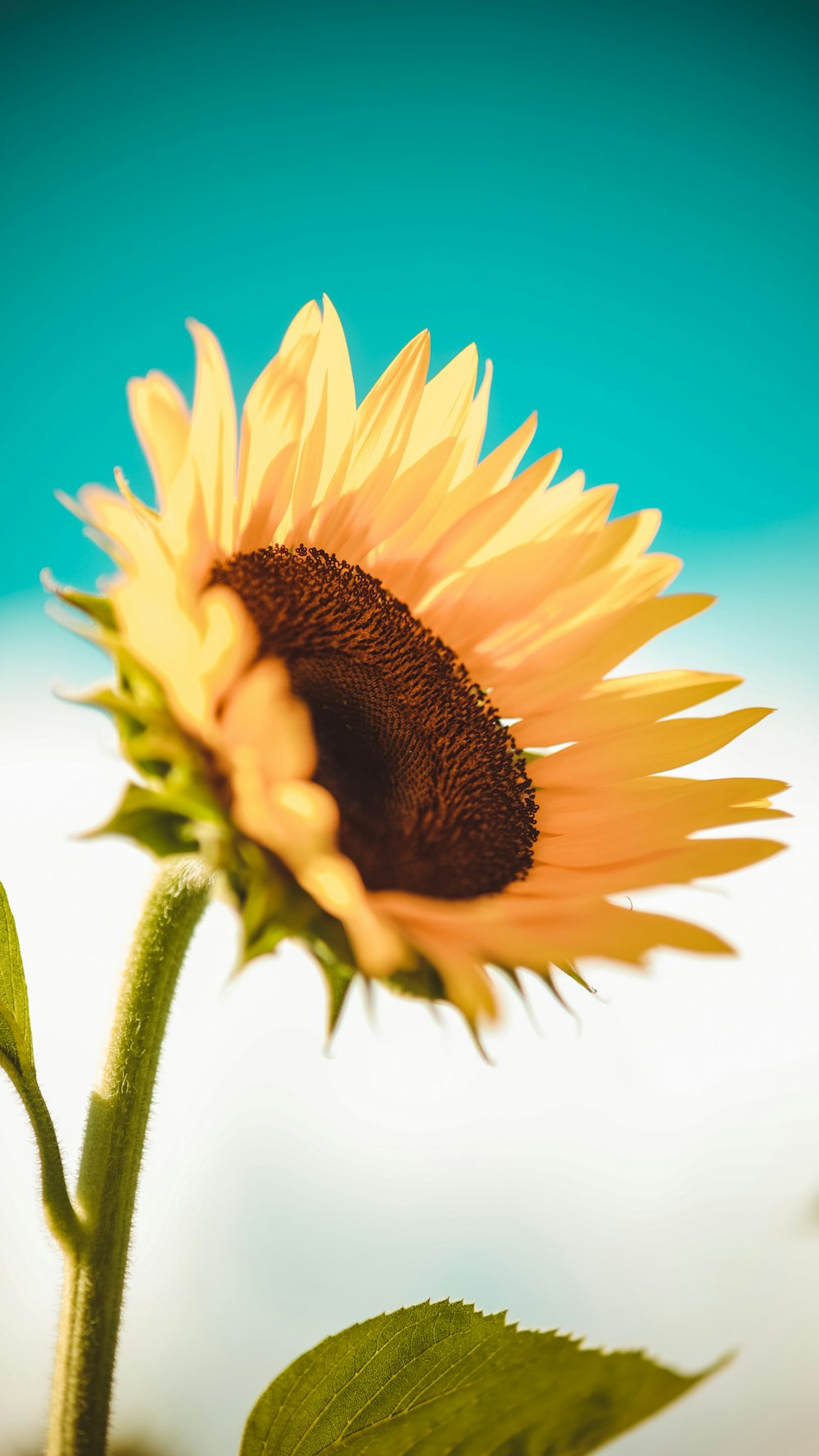 a sunflower with a blue sky in the background