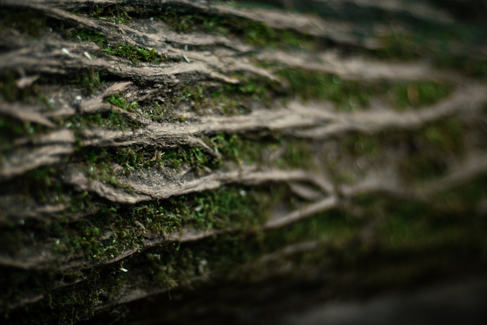 a close up of moss growing on a tree trunk