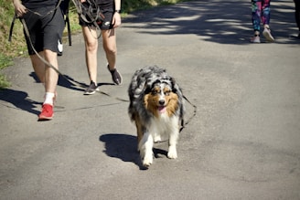 A fluffy dog is being walked by two people on a paved road. The dog has a happy expression and appears to be enjoying the walk. One person is wearing red sneakers and the other has colorful leggings. Shadows from nearby trees provide some shade on the path.