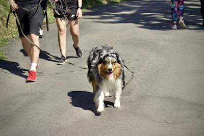A happy family walking their French Bulldog along a shaded trail in a Rockwall County park.