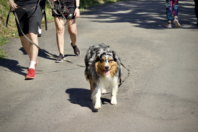 A fluffy dog is being walked by two people on a paved road. The dog has a happy expression and appears to be enjoying the walk. One person is wearing red sneakers and the other has colorful leggings. Shadows from nearby trees provide some shade on the path.