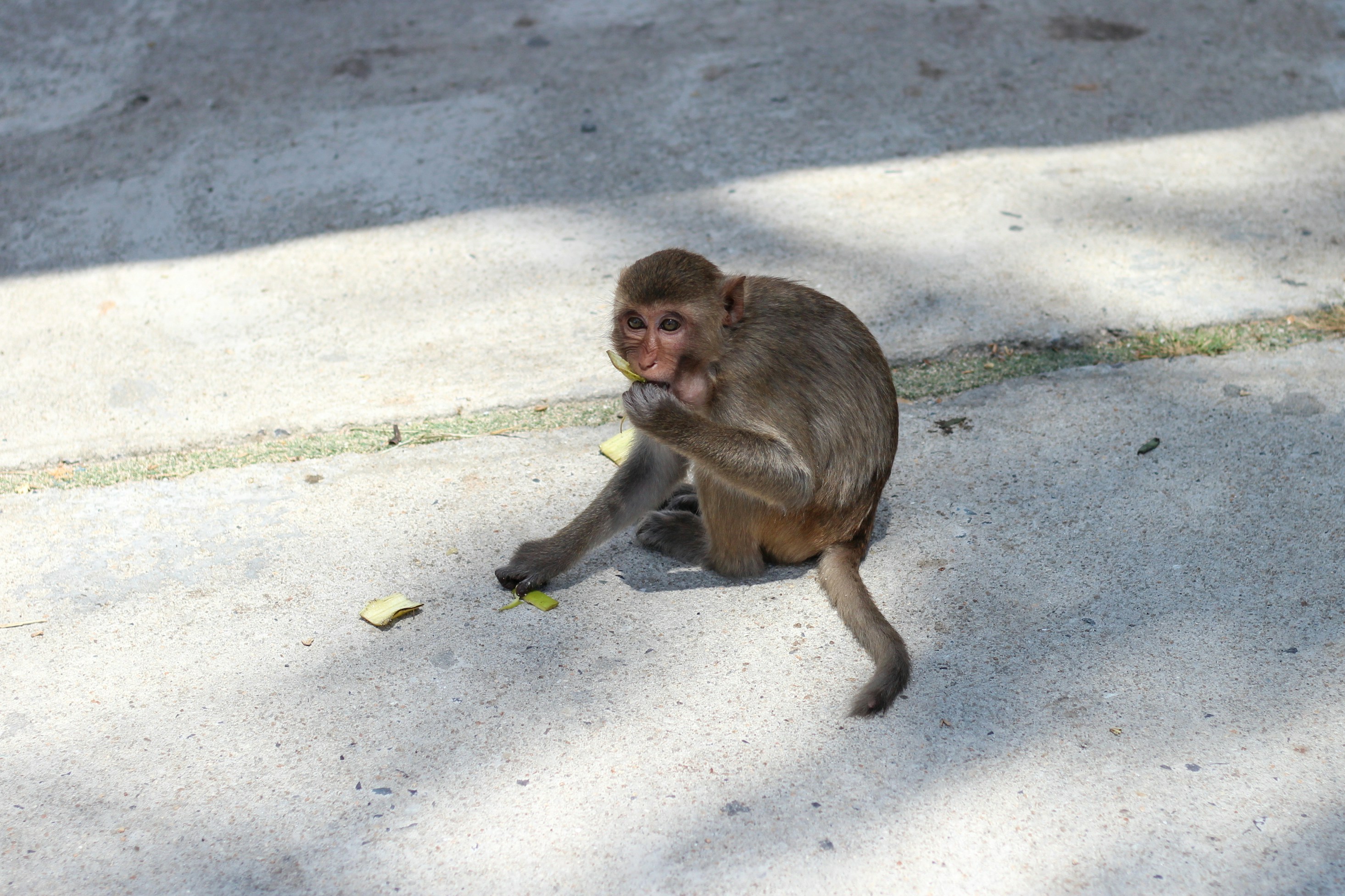 Biệt thự hiện đại minh họa cho thị trường cho thuê biệt thự tại Nha Trang, Việt Nam