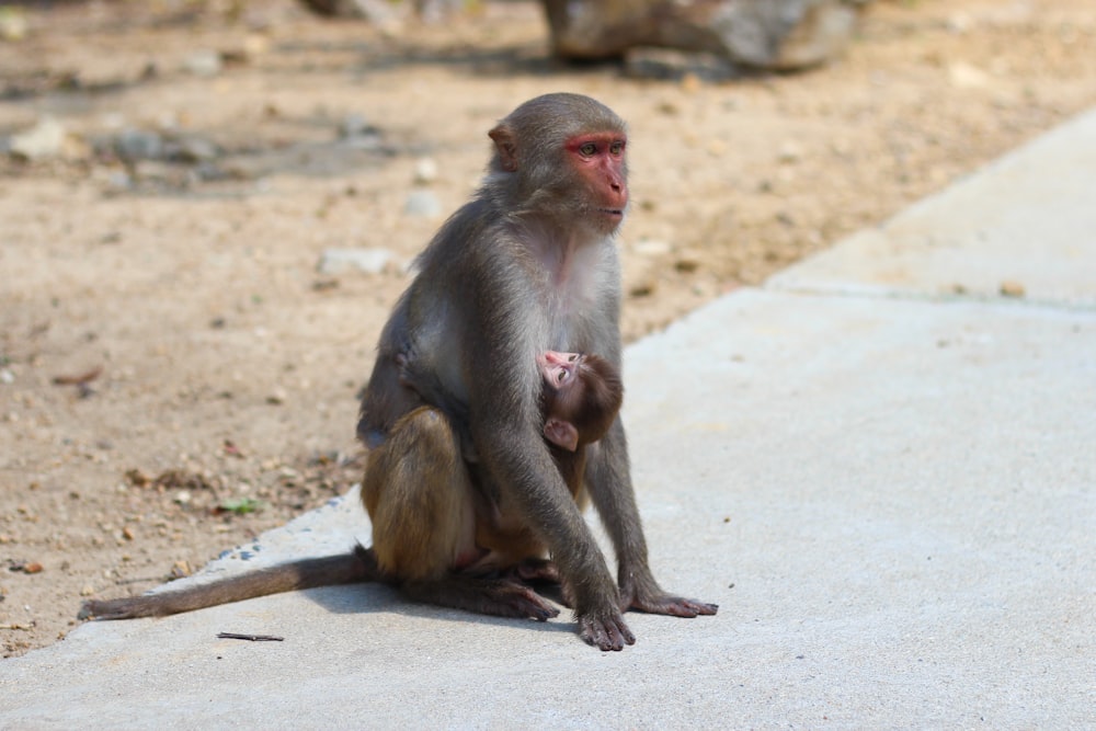 a monkey sitting on the ground with its baby