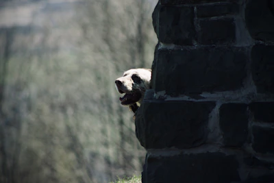 A shy dog peeking from behind a corner at our shelter.