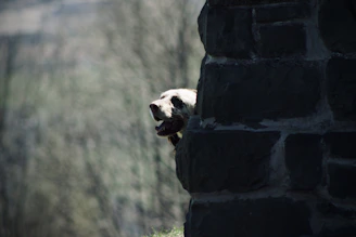 A shy dog peeking from behind a corner at our shelter.