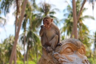 A monkey sits atop a large stone sculpture resembling a monkey face, surrounded by a tropical setting with palm trees. The monkey is holding a small item in its hand, possibly eating.