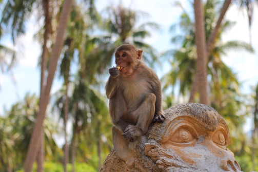 A monkey sits atop a large stone sculpture resembling a monkey face, surrounded by a tropical setting with palm trees. The monkey is holding a small item in its hand, possibly eating.