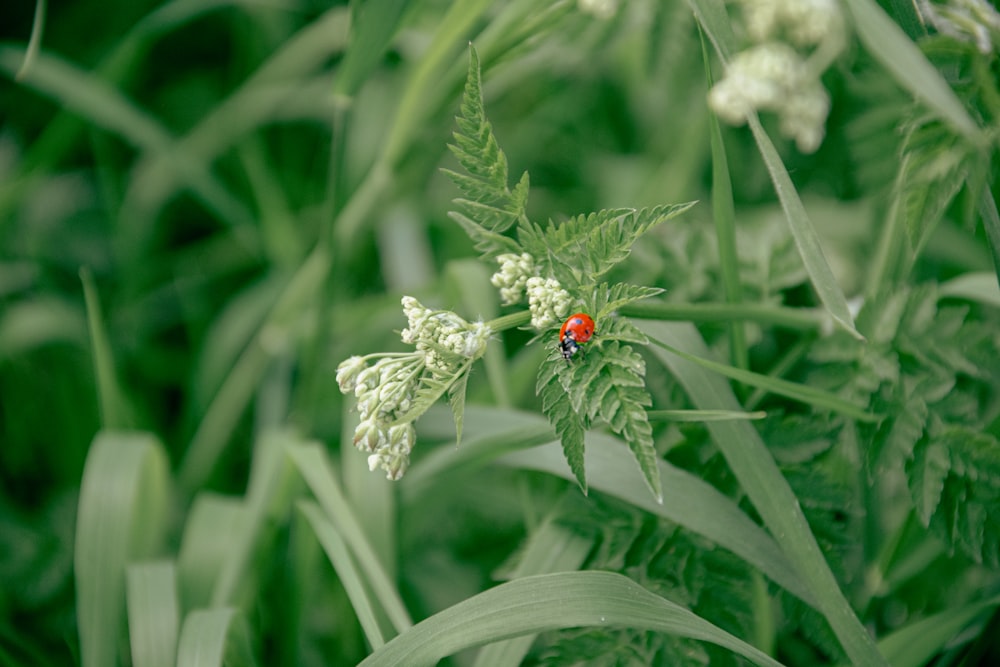 a lady bug sitting on top of a green leafy plant