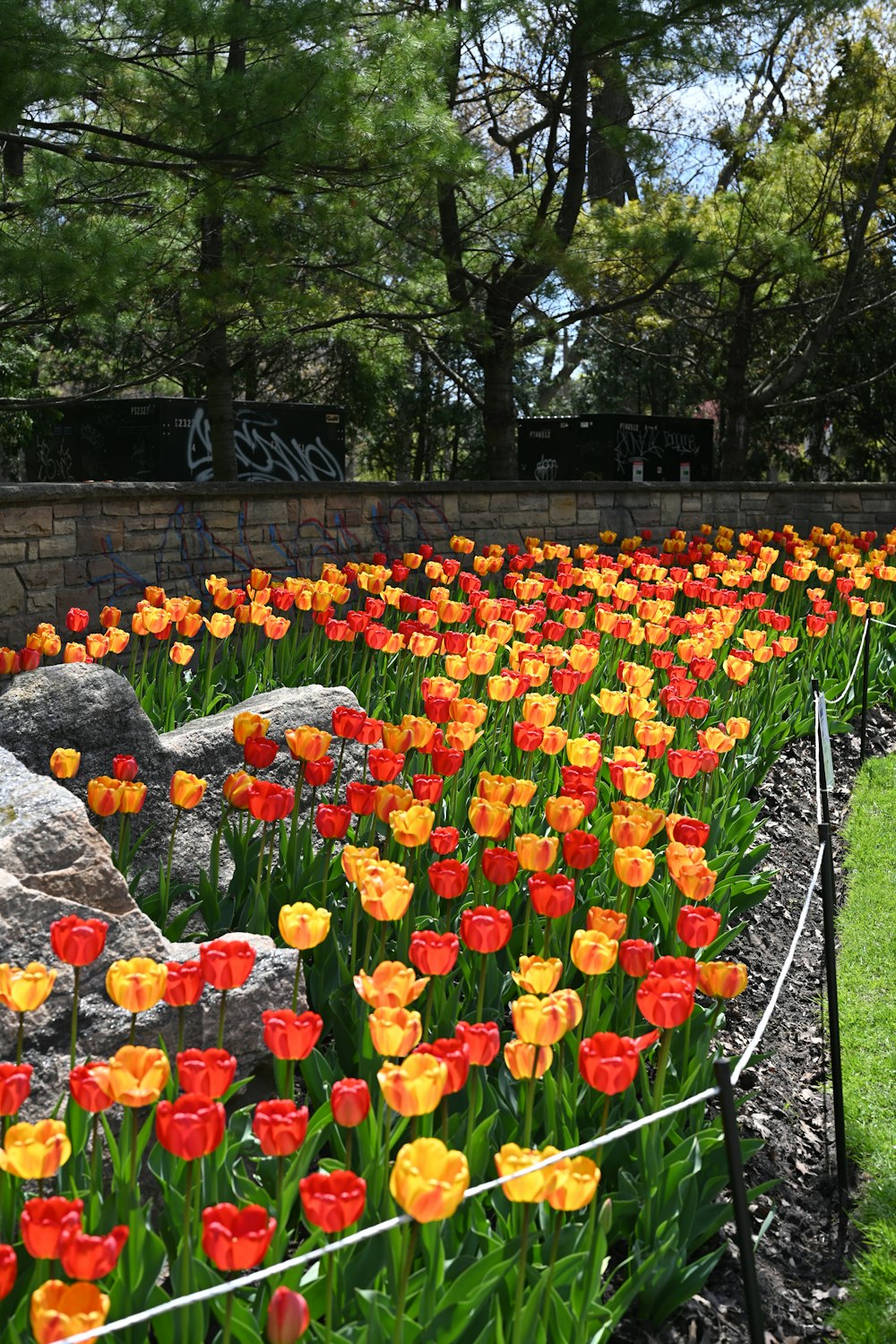 a bunch of flowers that are in the grass