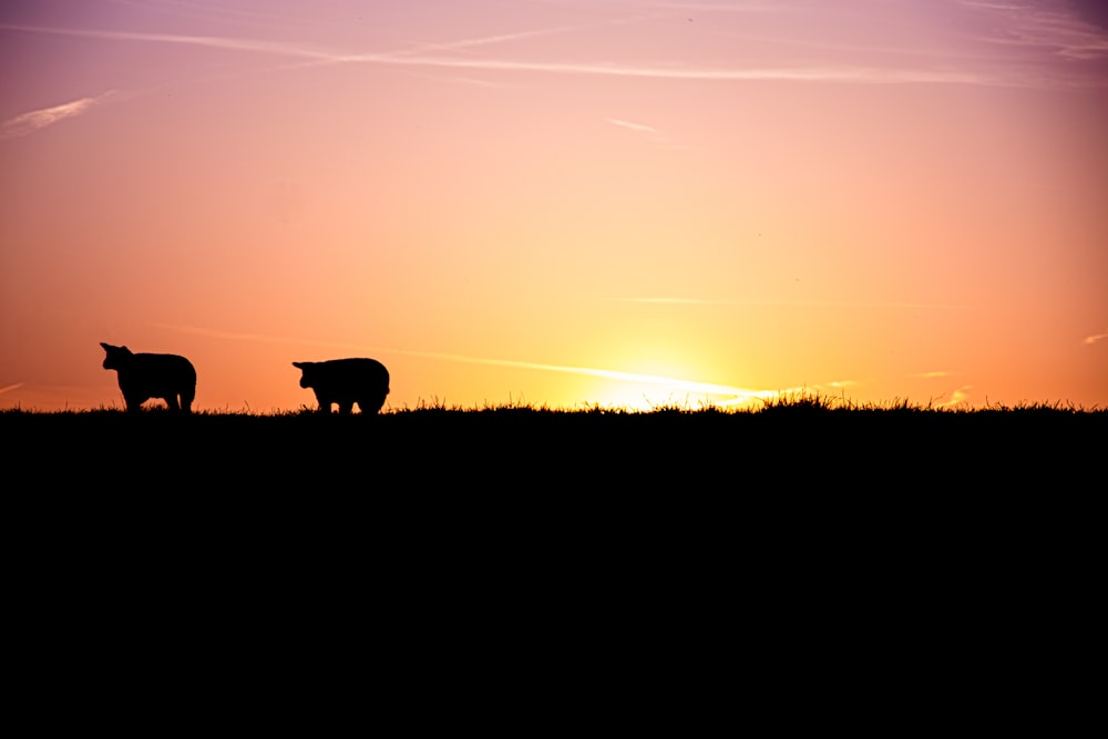 a couple of cows standing on top of a grass covered field