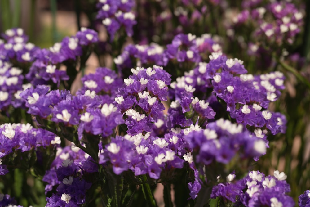 a bunch of purple and white flowers in a garden