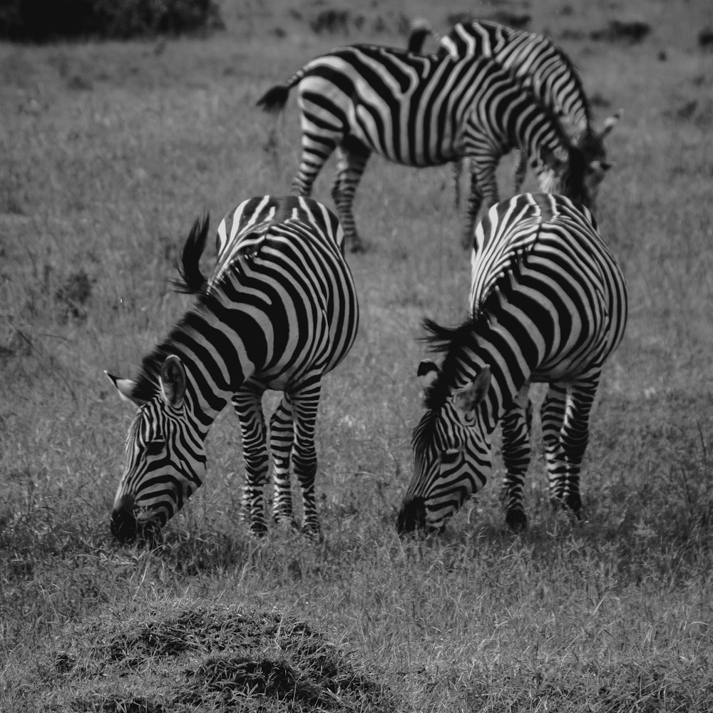 a herd of zebra grazing on a lush green field