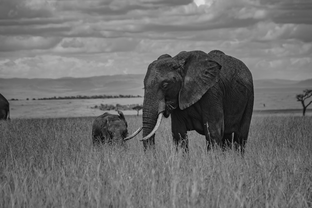 Ein großer Elefant und ein kleiner Elefant auf einem Feld