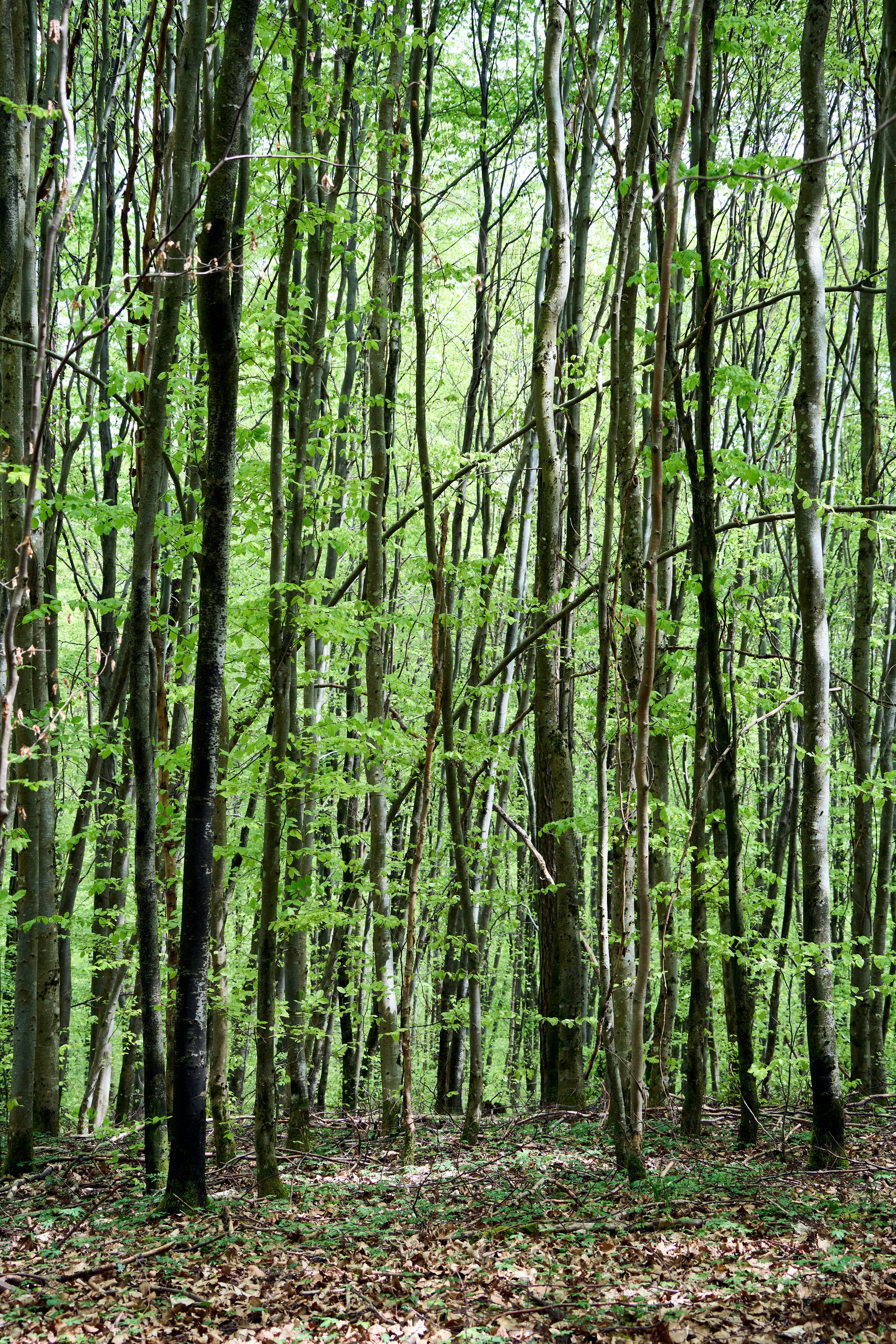 Photo by wolfgang_hasselmann