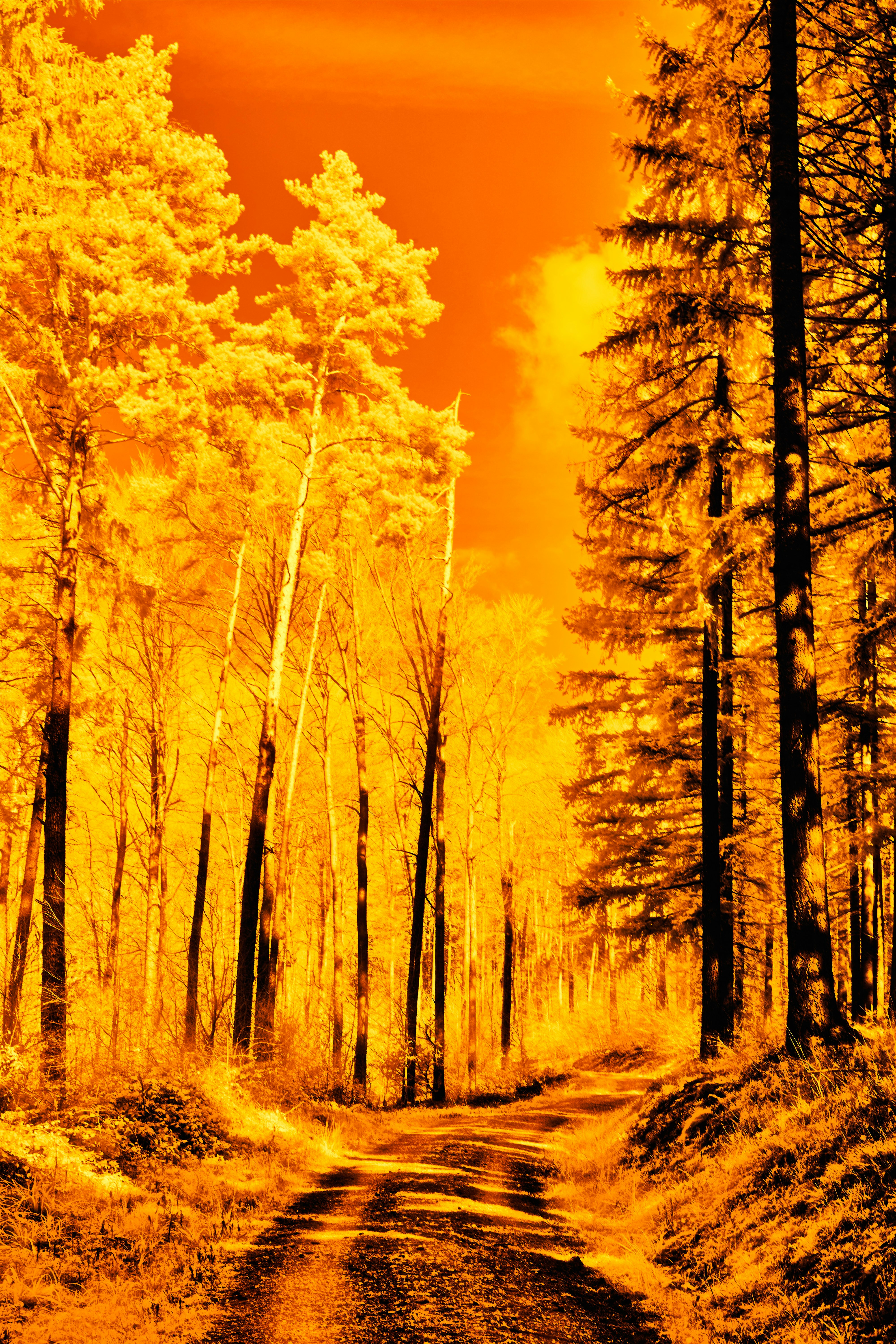 Photo by wolfgang_hasselmann