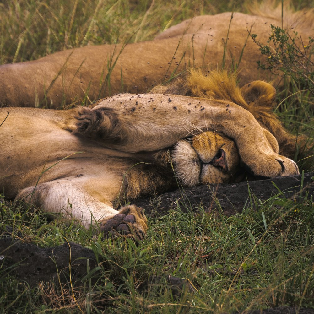 a couple of lions laying on top of a lush green field