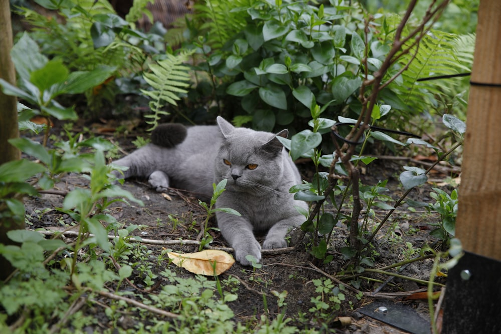a gray cat laying on the ground in a garden
